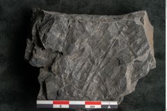 Foto (Detailansicht) von Asplenium hochstetteri Unger (NHMW-GEO-2024-0188-10300)
